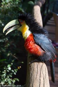 © Copyright - Raphael Kessler 2014 - Peru - Colca Canyon - bird 2