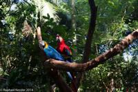 © Copyright - Raphael Kessler 2014 - Peru - Colca Canyon - falcons