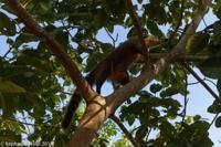 © Copyright - Raphael Kessler 2014 - Brazil - Iguacu