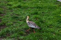 © Copyright - Raphael Kessler 2014 - Chile - Pucon