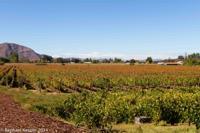 © Copyright - Raphael Kessler 2014 - Chile - Santa Cruz - La Postolle vineyard