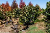 © Copyright - Raphael Kessler 2014 - Chile - Santa Cruz - La Postolle vineyard