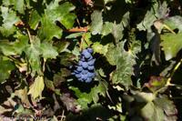 © Copyright - Raphael Kessler 2014 - Chile - Santa Cruz - La Postolle vineyard