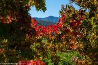 © Copyright - Raphael Kessler 2014 - Chile - Santa Cruz - La Postolle vineyard