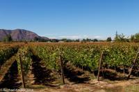 © Copyright - Raphael Kessler 2014 - Chile - Santa Cruz - La Postolle vineyard