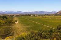 © Copyright - Raphael Kessler 2014 - Chile - Santa Cruz - La Postolle vineyard