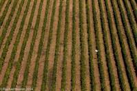© Copyright - Raphael Kessler 2014 - Chile - Santa Cruz - La Postolle vineyard