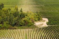 © Copyright - Raphael Kessler 2014 - Chile - Santa Cruz - La Postolle vineyard