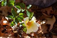 © Copyright - Raphael Kessler 2014 - Chile - Santa Cruz