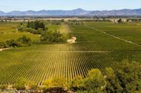 © Copyright - Raphael Kessler 2014 - Chile - Santa Cruz - La Postolle vineyard