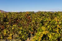 © Copyright - Raphael Kessler 2014 - Chile - Santa Cruz - La Postolle vineyard