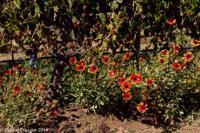 © Copyright - Raphael Kessler 2014 - Chile - Santa Cruz - La Postolle vineyard