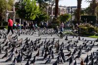 © Copyright - Raphael Kessler 2014 - Peru - Arequipa Plaza de Armas - Pigeons