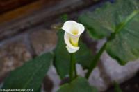 © Copyright - Raphael Kessler 2014 - Peru - Arequipa - Casa de Melgar - Cala lilly