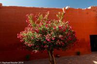 © Copyright - Raphael Kessler 2014 - Peru - Arequipa - Santa Catalina Convent