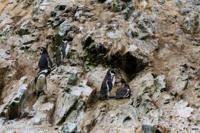 © Copyright - Raphael Kessler 2014 - Peru - Paracas - Ballestas Islands - Humboldt Penguins