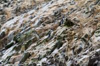 © Copyright - Raphael Kessler 2014 - Peru - Paracas - Ballestas Islands - Humboldt Penguins 2