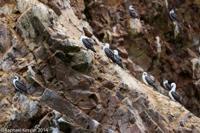 © Copyright - Raphael Kessler 2014 - Peru - Paracas - Ballestas Islands - Peruvian Boobies