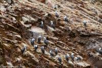 © Copyright - Raphael Kessler 2014 - Peru - Paracas - Ballestas Islands - Peruvian Boobies 2