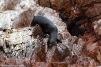 © Copyright - Raphael Kessler 2014 - Peru - Paracas - Ballestas Islands - Fur Seal
