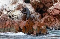 © Copyright - Raphael Kessler 2014 - Peru - Paracas - Ballestas Islands - Fur Seal 2