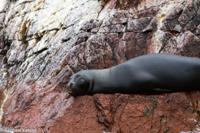 © Copyright - Raphael Kessler 2014 - Peru - Paracas - Ballestas Islands - Fur Seal 3