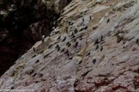 © Copyright - Raphael Kessler 2014 - Peru - Paracas - Ballestas Islands - birds