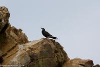 © Copyright - Raphael Kessler 2014 - Peru - Paracas - Ballestas Islands - bird