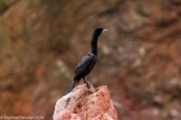 © Copyright - Raphael Kessler 2014 - Peru - Paracas - Ballestas Islands - Guanayo