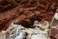 © Copyright - Raphael Kessler 2014 - Peru - Paracas - Ballestas Islands - Fur Seal 4