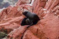 © Copyright - Raphael Kessler 2014 - Peru - Paracas - Ballestas Islands - Fur Seal 5