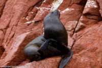 © Copyright - Raphael Kessler 2014 - Peru - Paracas - Ballestas Islands - Fur Seal 7