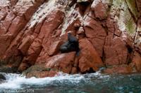 © Copyright - Raphael Kessler 2014 - Peru - Paracas - Ballestas Islands - Fur Seal 8