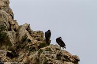 © Copyright - Raphael Kessler 2014 - Peru - Paracas - Ballestas Islands - Turkey Vultures