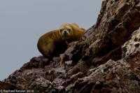© Copyright - Raphael Kessler 2014 - Peru - Paracas - Ballestas Islands - Fur Seal 9