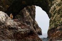 © Copyright - Raphael Kessler 2014 - Peru - Paracas - Ballestas Islands - Fur Seal 9