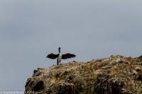 © Copyright - Raphael Kessler 2014 - Peru - Paracas - Ballestas Islands - Wings spread