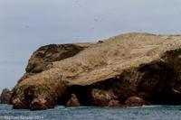 © Copyright - Raphael Kessler 2014 - Peru - Paracas - Ballestas Islands birds circling