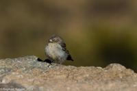 © Copyright - Raphael Kessler 2014 - Peru - Colca Canyon - bird 4