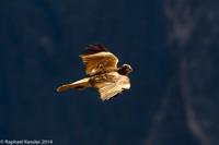 © Copyright - Raphael Kessler 2014 - Peru - Colca Canyon - falcon 2