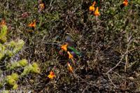 © Copyright - Raphael Kessler 2014 - Peru - Colca Canyon - hummingbird feeding 2