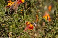 © Copyright - Raphael Kessler 2014 - Peru - Colca Canyon - long nosed fly feeding