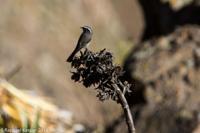 © Copyright - Raphael Kessler 2014 - Peru - Colca Canyon - bird 3