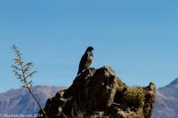 © Copyright - Raphael Kessler 2014 - Peru - Colca Canyon - eagle
