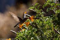 © Copyright - Raphael Kessler 2014 - Peru - Colca Canyon - hummingbird feeding