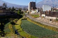 © Copyright - Raphael Kessler 2014 - Peru - Cabanaconde - growing