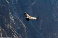© Copyright - Raphael Kessler 2014 - Peru - Colca Canyon - Female Condor 1