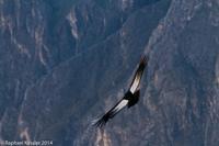 © Copyright - Raphael Kessler 2014 - Peru - Colca Canyon - Male Condor 2