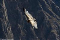 © Copyright - Raphael Kessler 2014 - Peru - Colca Canyon - Female Condor 2
