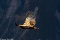 © Copyright - Raphael Kessler 2014 - Peru - Colca Canyon - Female Condor 3
